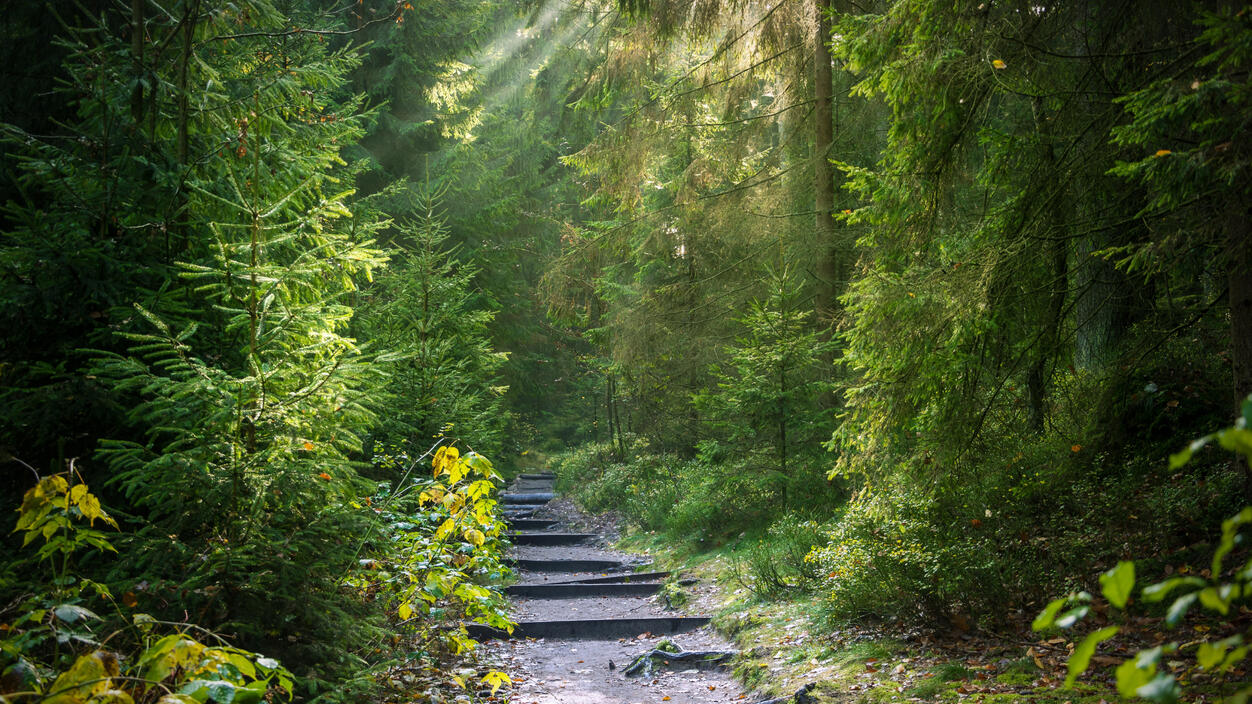 nature photo of a stone path through the evergreen forest